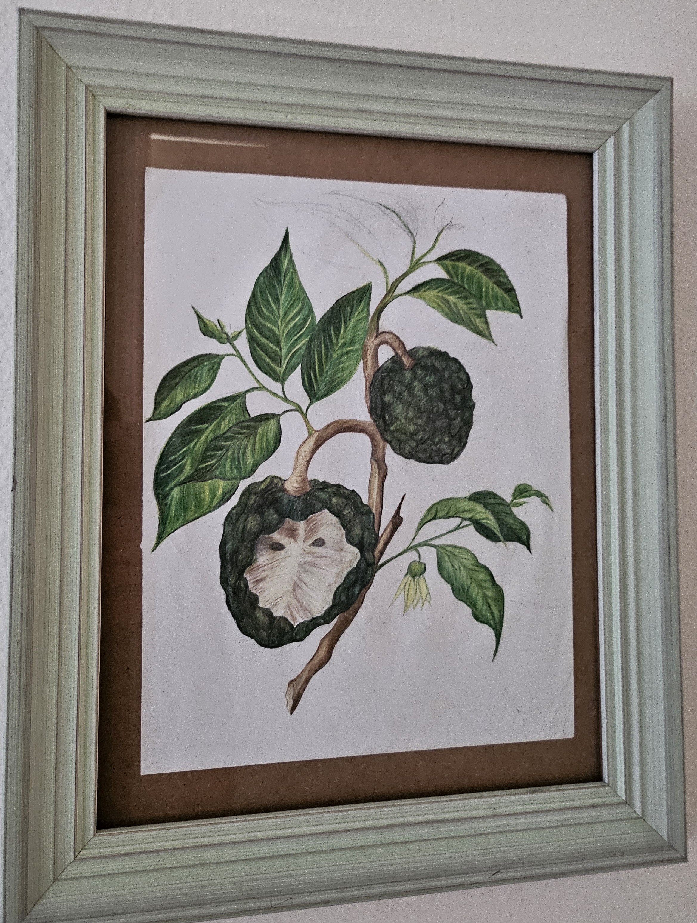 cherimoya